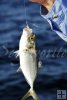 Bait-size blue runner Bait-size blue runner