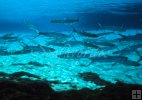 Ladyfish in Florida spring Ladyfish in Florida spring