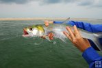 Ladyfish from the surf-2 Ladyfish from the surf-2