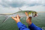 Ladyfish from the surf Ladyfish from the surf