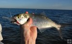 Juvenile bluefish Juvenile bluefish