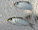 White Bait White Bait