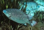 Tilapia underwater Tilapia underwater