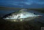 Hardhead Catfish Hardhead Catfish