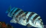 Duo of big sheepshead Duo of big sheepshead