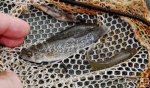 Killifish (mud minnow) Killifish (mud minnow)