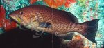 Yellowmouth grouper Yellowmouth grouper