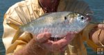 Menhaden Menhaden
