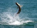 Tarpon Twisting Tarpon Twisting