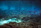 Florida spring and tilapia Florida spring and tilapia