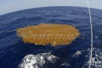 Sargassum patch Sargassum patch
