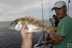 Red porgy on Gulf partyboat Red porgy on Gulf partyboat