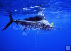 Atlantic sailfish Atlantic sailfish