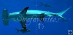Hammerhead shark Hammerhead shark