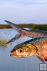 Ladyfish head and tail Ladyfish head and tail