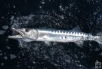 Barracuda off Galveston Barracuda off Galveston