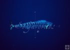 Wahoo underwater Wahoo underwater