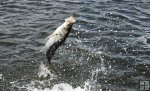 Tail-walking snook Tail-walking snook