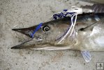 Wahoo and trolling lure Wahoo and trolling lure