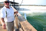 Baitfish on the pier Baitfish on the pier
