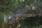 American Crocodile American Crocodile