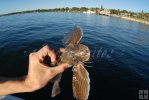 Sea Robin Sea Robin