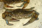 Blue Crab Blue Crab