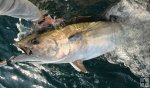 Bluefin Tuna Bluefin Tuna