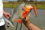 Nice piranha on lake Nice piranha on lake