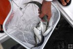 Mixed saltwater baits Mixed saltwater baits