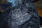 Wolffish Wolffish