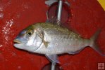 Porgy closeup, on deck Porgy closeup, on deck