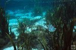 Tilapia, Florida spring underwater Tilapia, Florida spring underwater