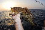 Scamp grouper Scamp grouper