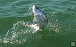 Young tarpon leaping Young tarpon leaping