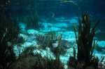 Tilapia Florida spring underwater Tilapia Florida spring underwater