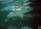 Lemon shark Lemon shark