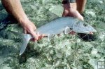 Bonefish ready to release Bonefish ready to release