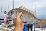 Red porgy on Gulf partyboat Red porgy on Gulf partyboat