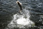 Jumping snook-2 Jumping snook-2