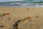 Mangrove seedling washed ashore Mangrove seedling washed ashore