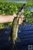 Chain pickerel in Florida Chain pickerel in Florida