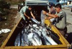Texas game wardens with illegal kingfish Texas game wardens with illegal kingfish