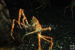 Spider Crab Spider Crab