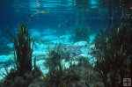 Florida spring and tilapia Florida spring and tilapia