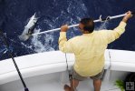 Gaffing a wahoo Gaffing a wahoo