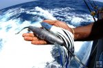 Wahoo plastic lure with heavy trolling lead Wahoo plastic lure with heavy trolling lead