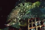 Rock Hind grouper Rock Hind grouper