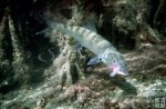 Andros Island bonefish Andros Island bonefish
