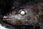 Closeup of oilfish Closeup of oilfish
